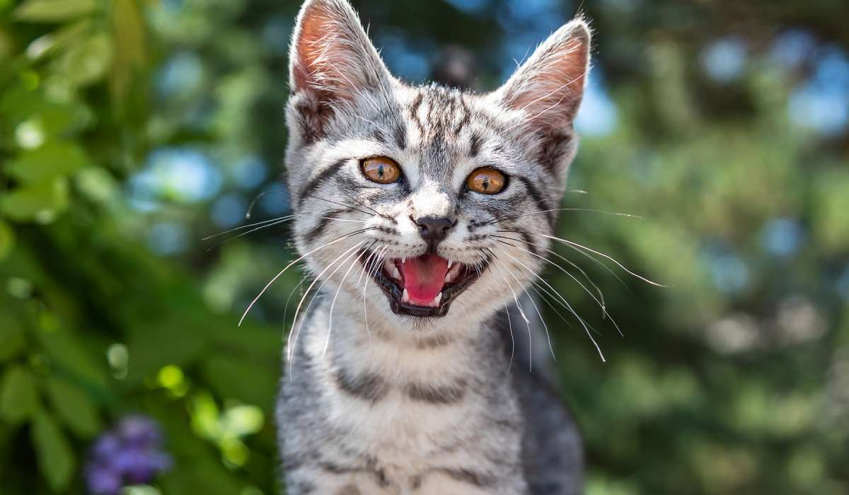 أسباب-مواء-القطط-المتكرر