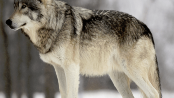 بالفيديو: ذئب يتجول داخل منطقة سكنية ألمانية يثير جدلاً واسعاً