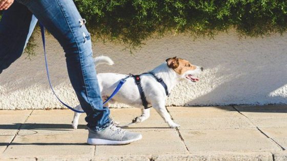 قانون طريف في ألمانيا ينظم العلاقة بين الكلاب والأشخاص الذين يعتنوا بهم